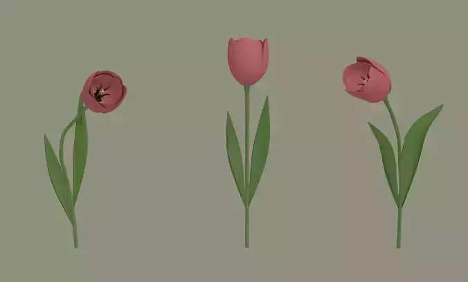 Tulip 3D model