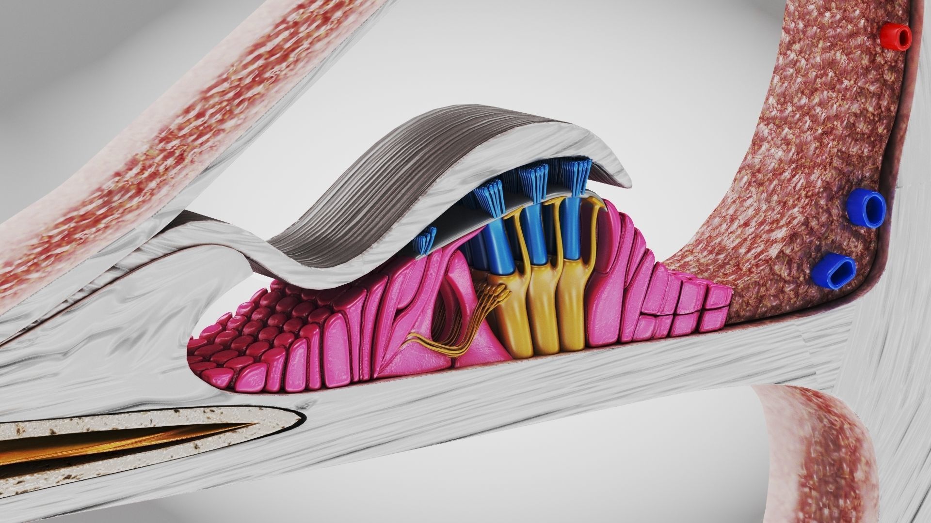 Cochlea cross section 3D model_4