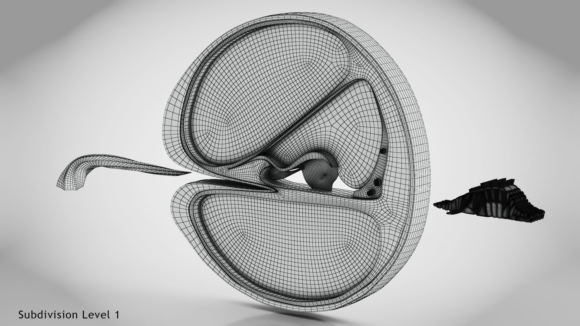 Cochlea cross section 3D model_28
