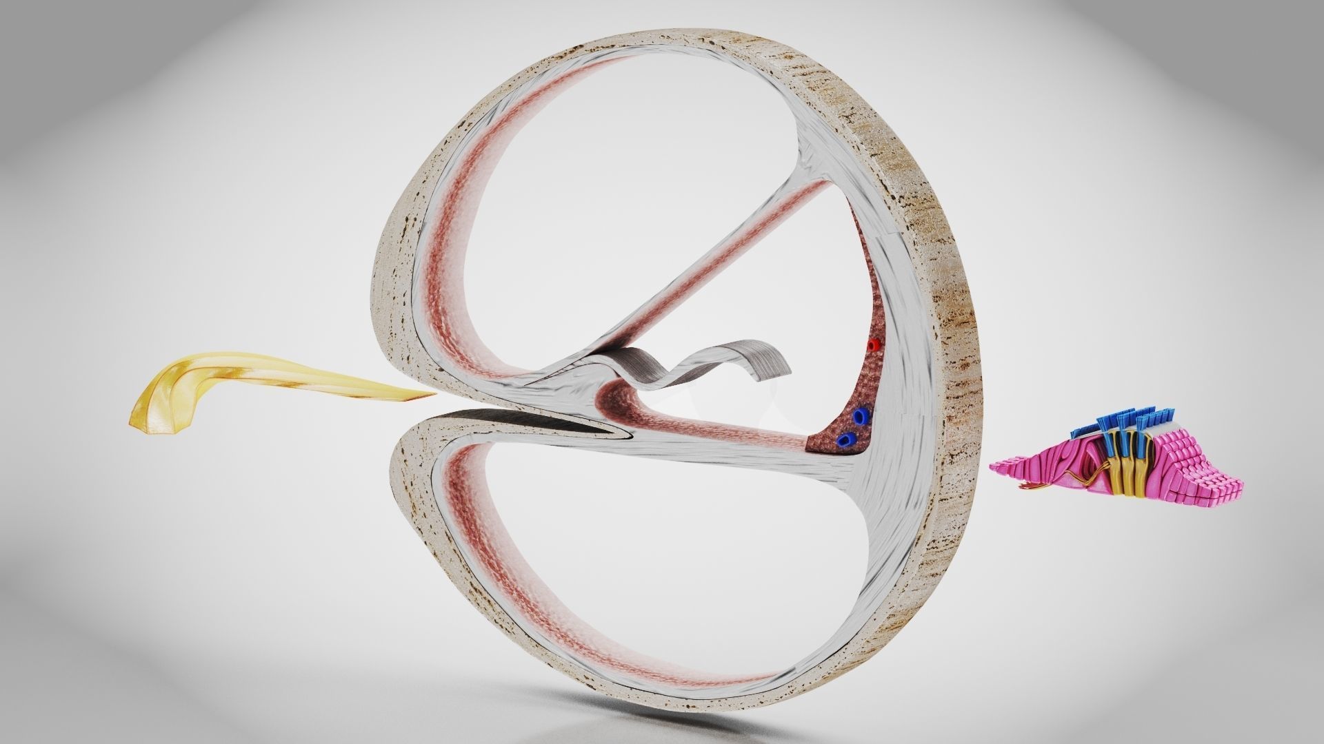 Cochlea cross section 3D model_9