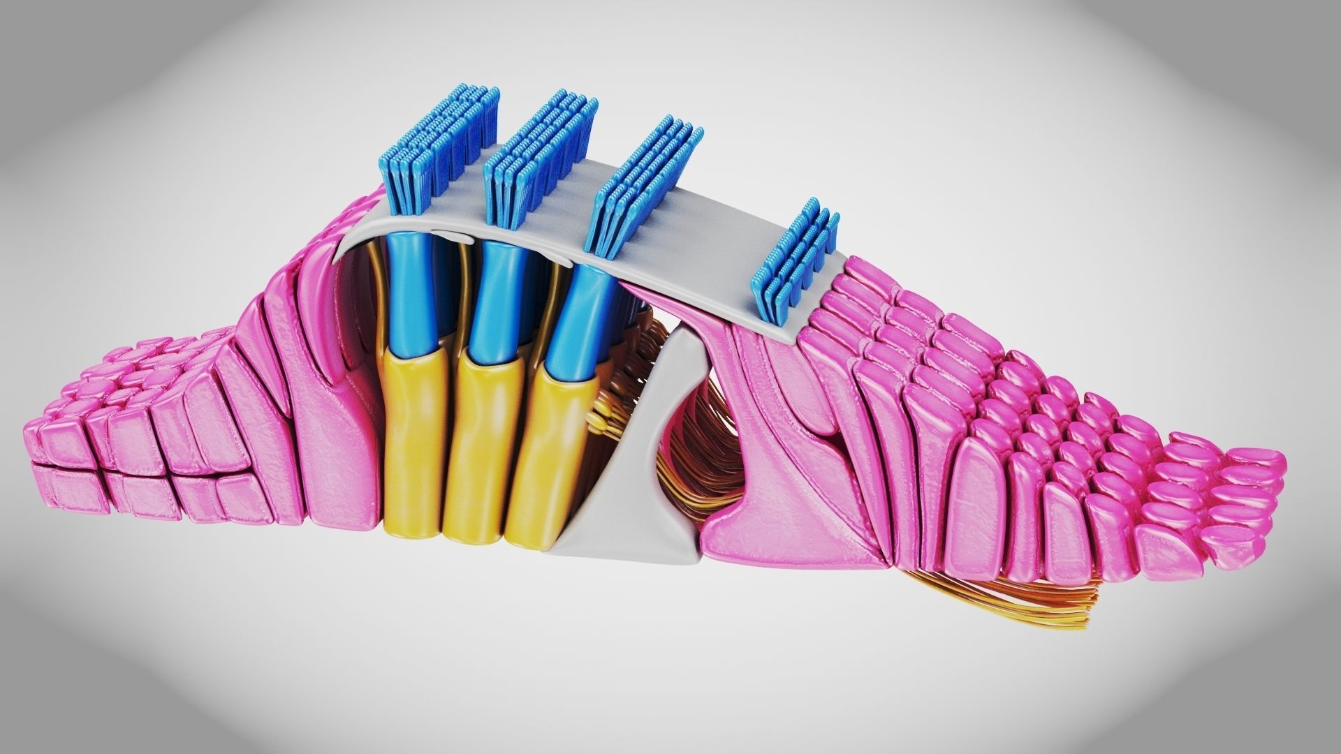 Cochlea cross section 3D model_10