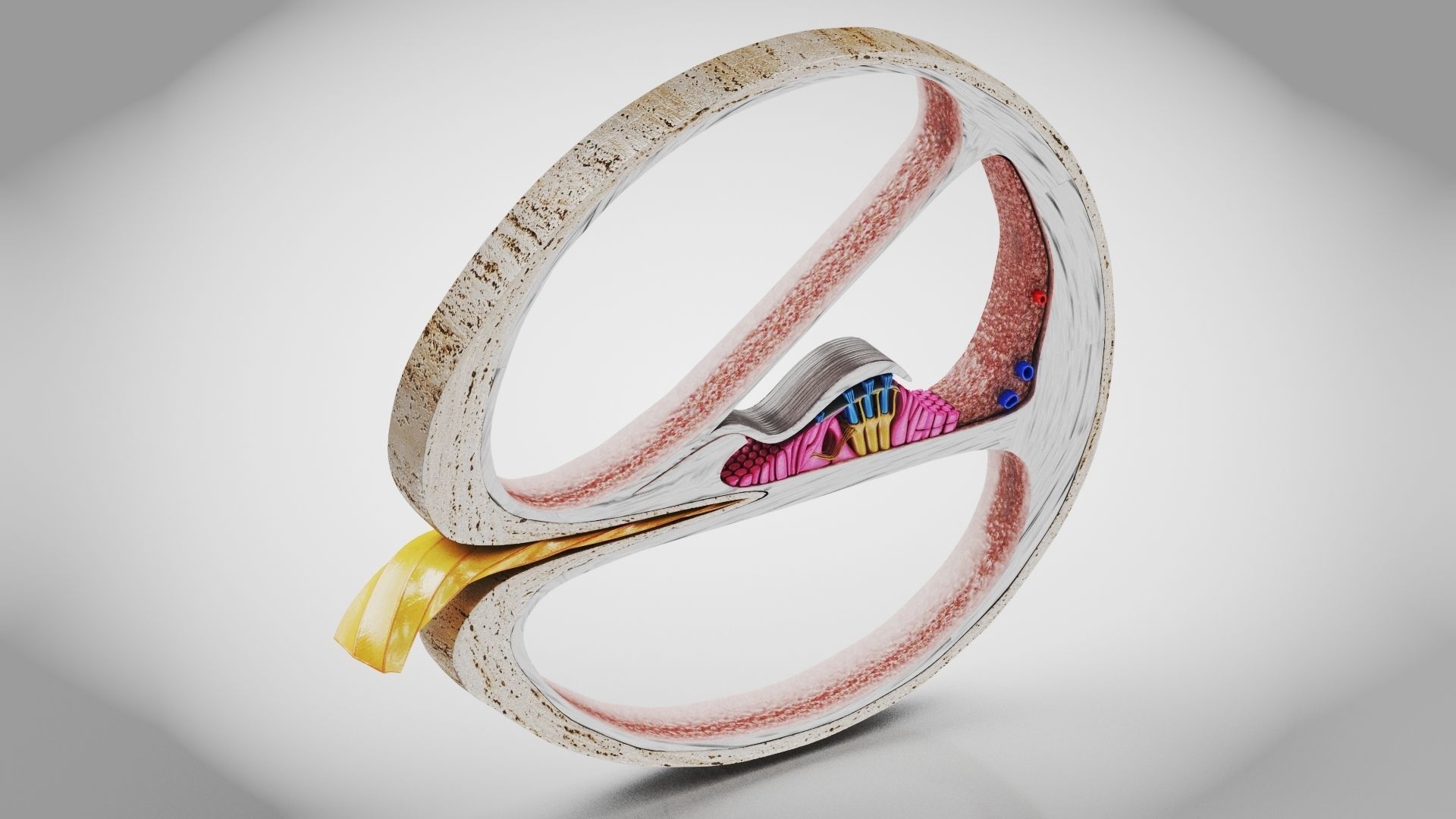 Cochlea cross section 3D model_5