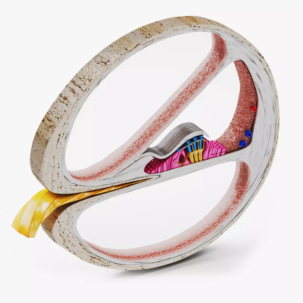 Cochlea cross section 3D model_0