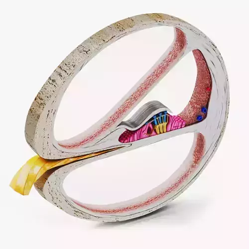 Cochlea cross section 3D model