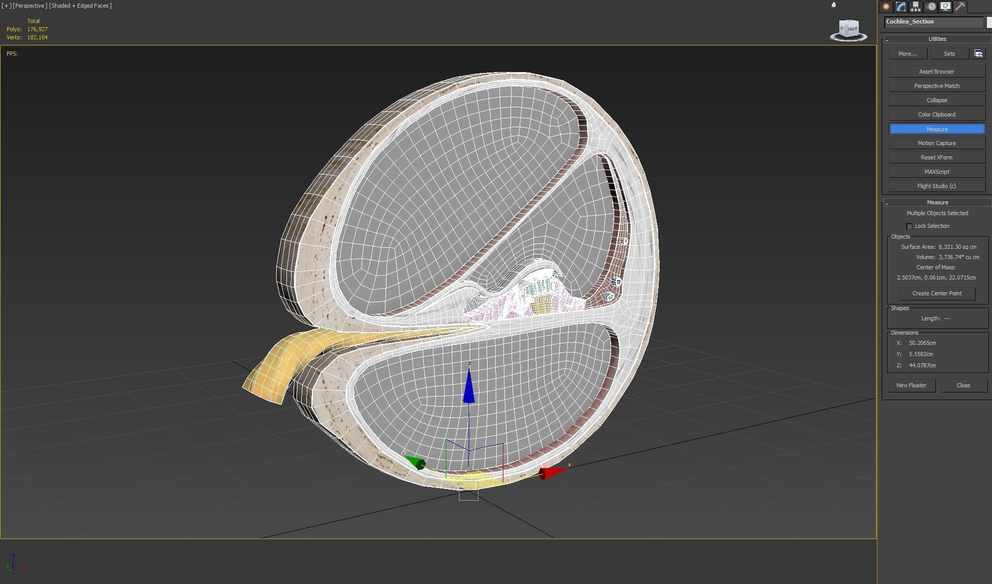 Cochlea cross section 3D model_13