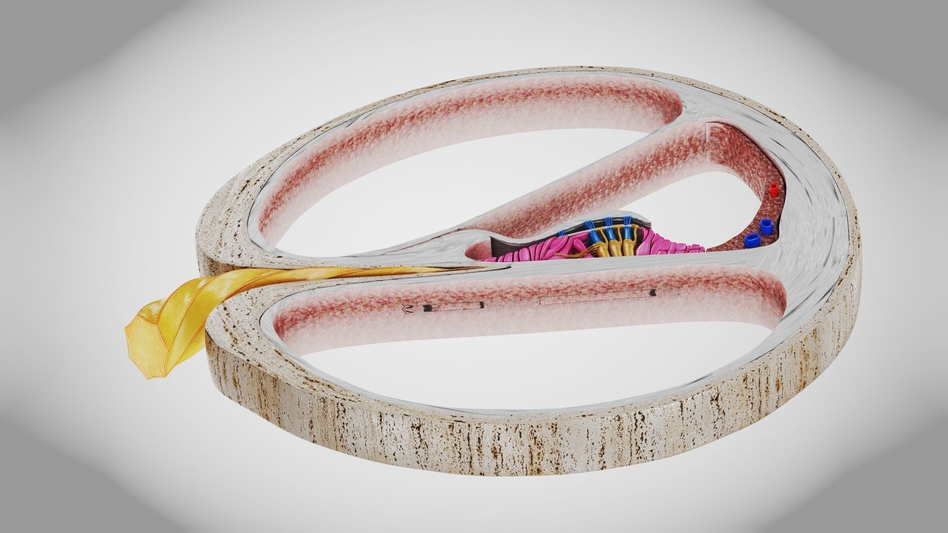 Cochlea cross section 3D model_11