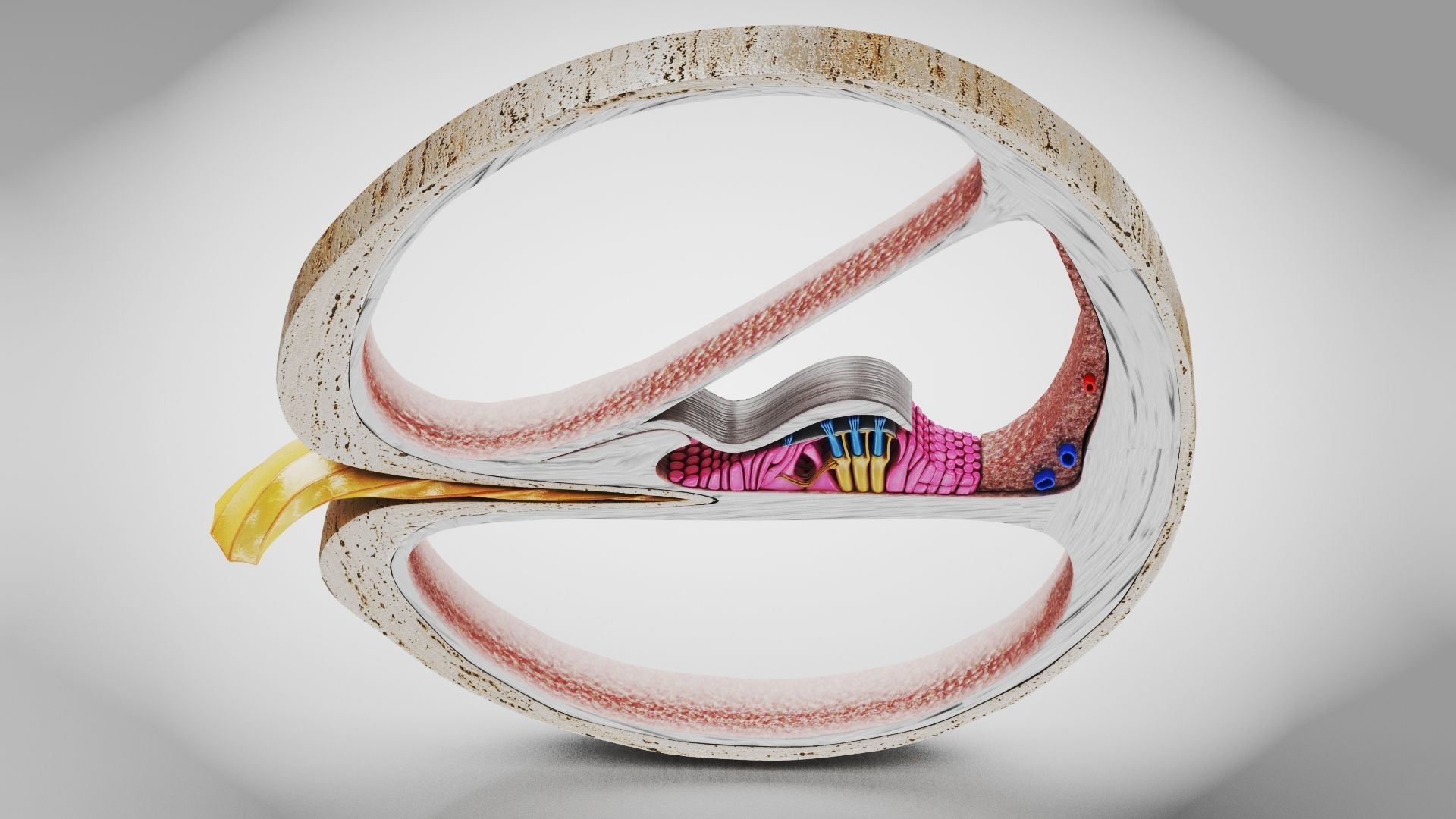 Cochlea cross section 3D model_2