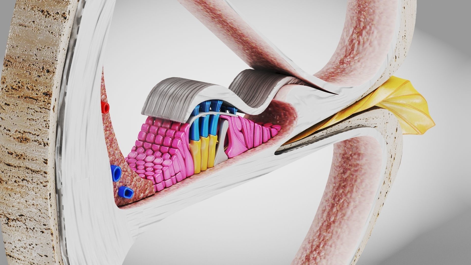 Cochlea cross section 3D model_7