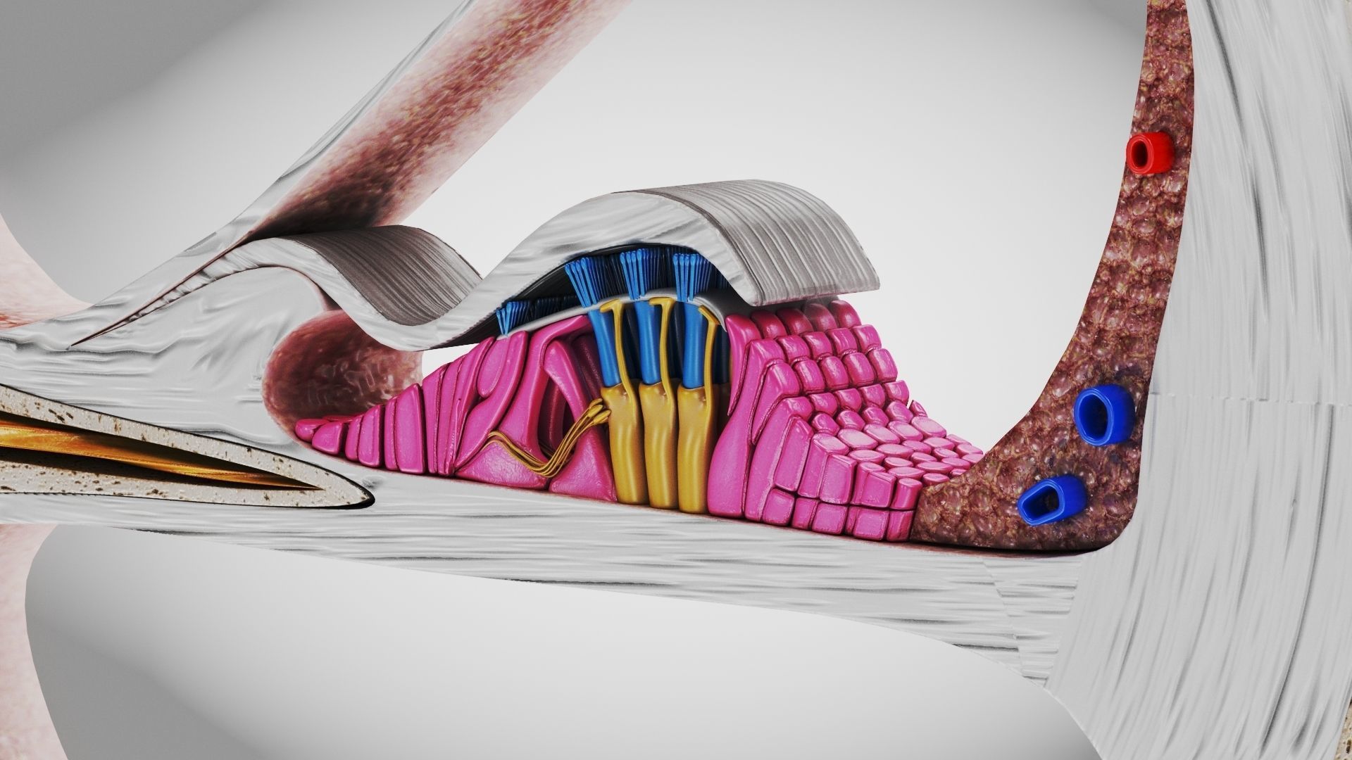 Cochlea cross section 3D model_3