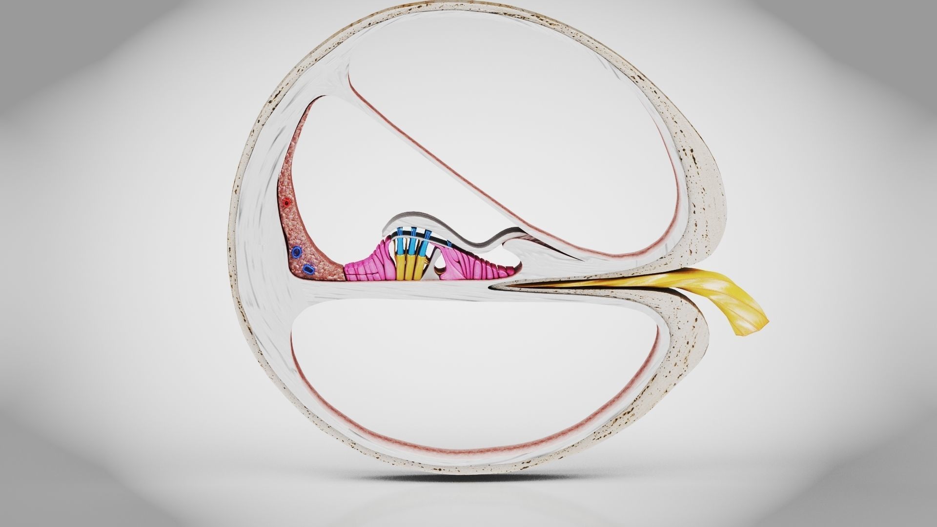 Cochlea cross section 3D model_8