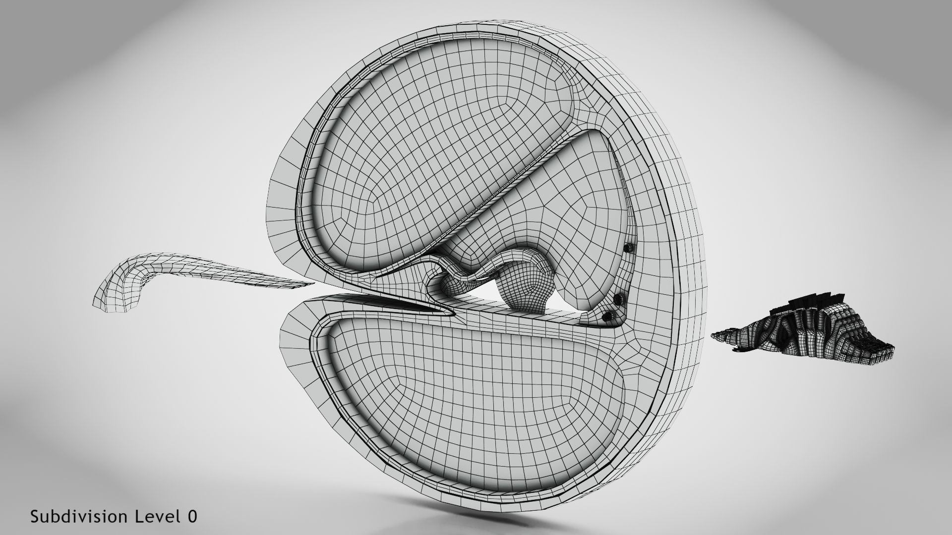 Cochlea cross section 3D model_27