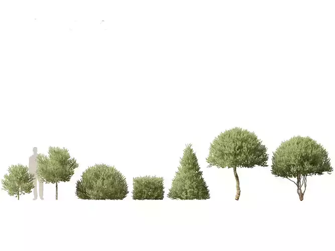 Ilex Aquifolium Argentea Marginata - Margined holly