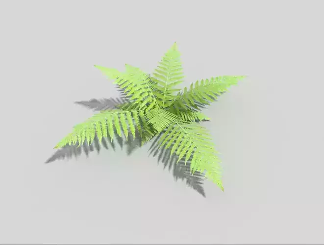 low poly fern plant