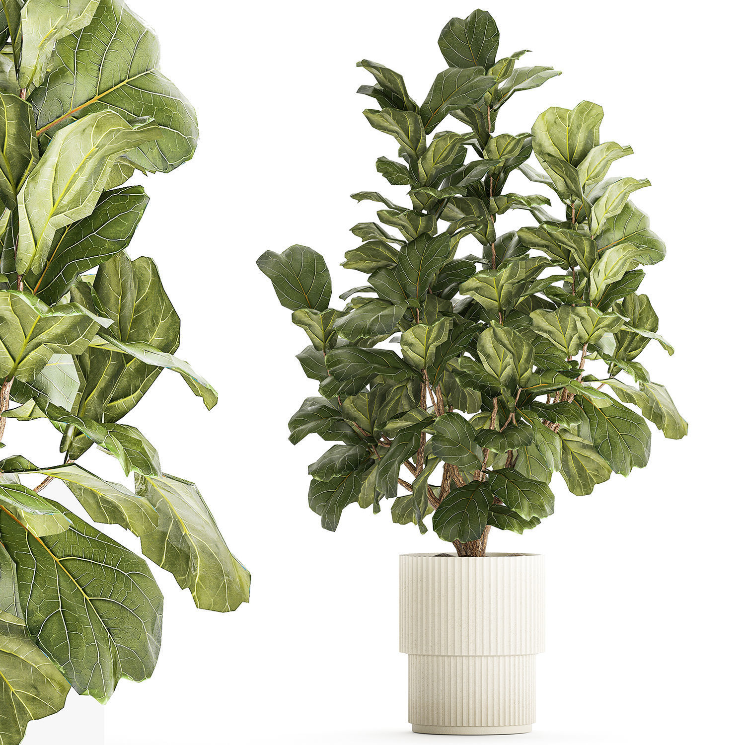 Beautiful little Ficus lyrata tree in a white flower pot 1408 3D model_7