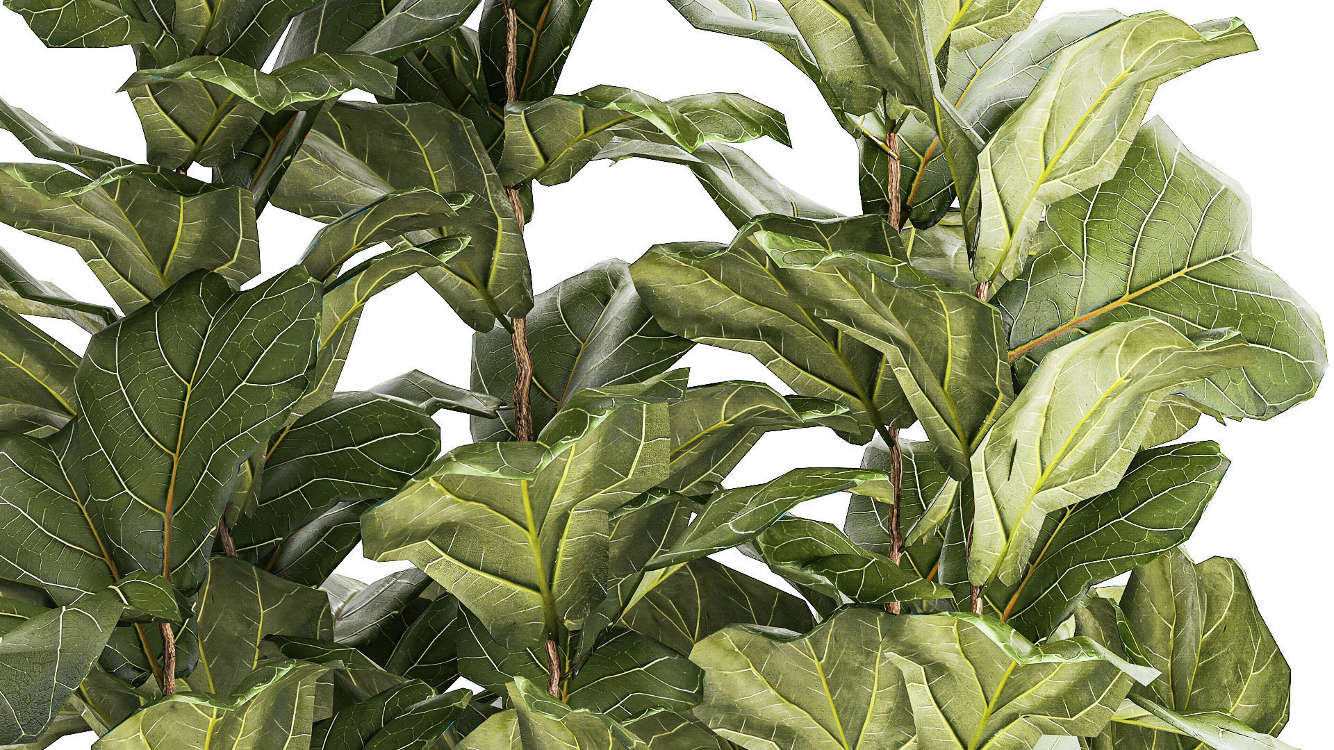 Beautiful little Ficus lyrata tree in a white flower pot 1408 3D model_6