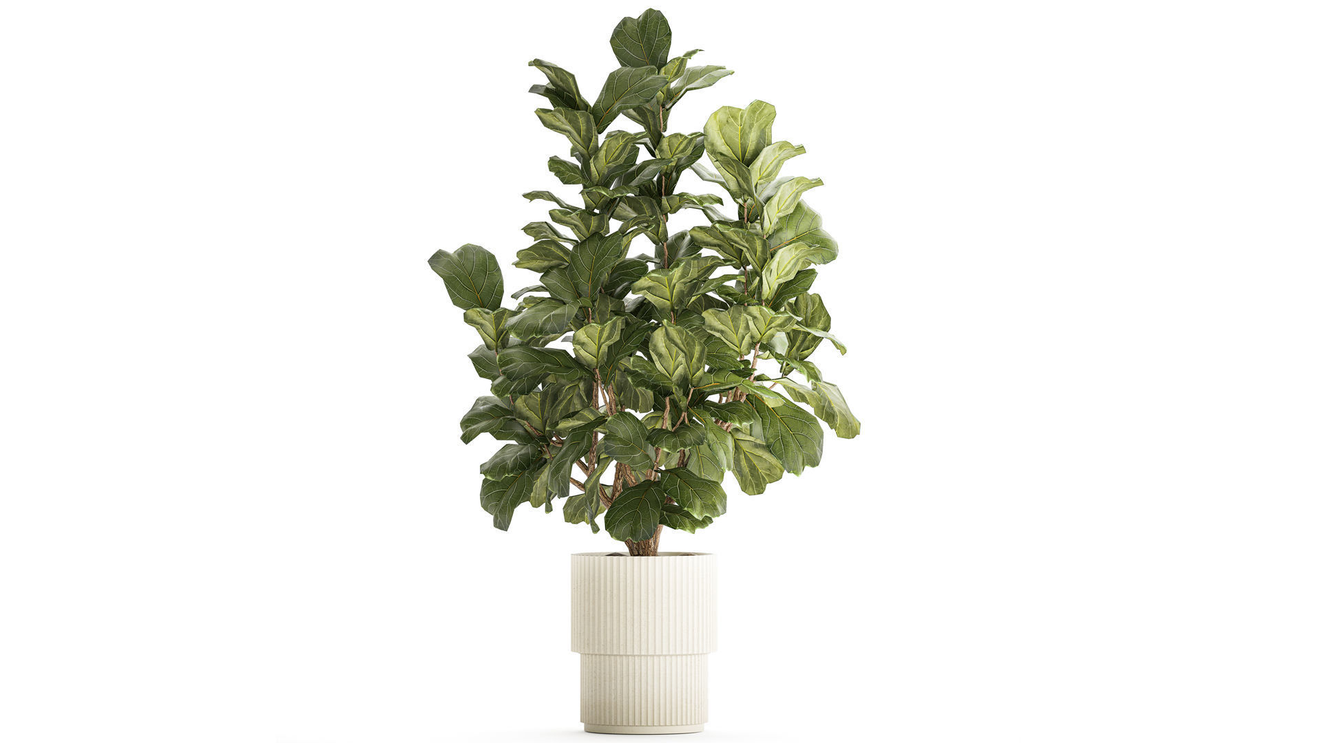 Beautiful little Ficus lyrata tree in a white flower pot 1408 3D model_1