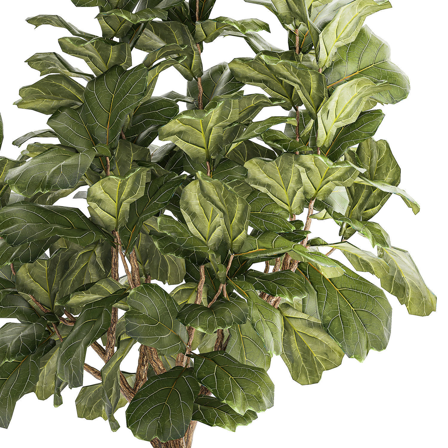 Beautiful little Ficus lyrata tree in a white flower pot 1408 3D model_9