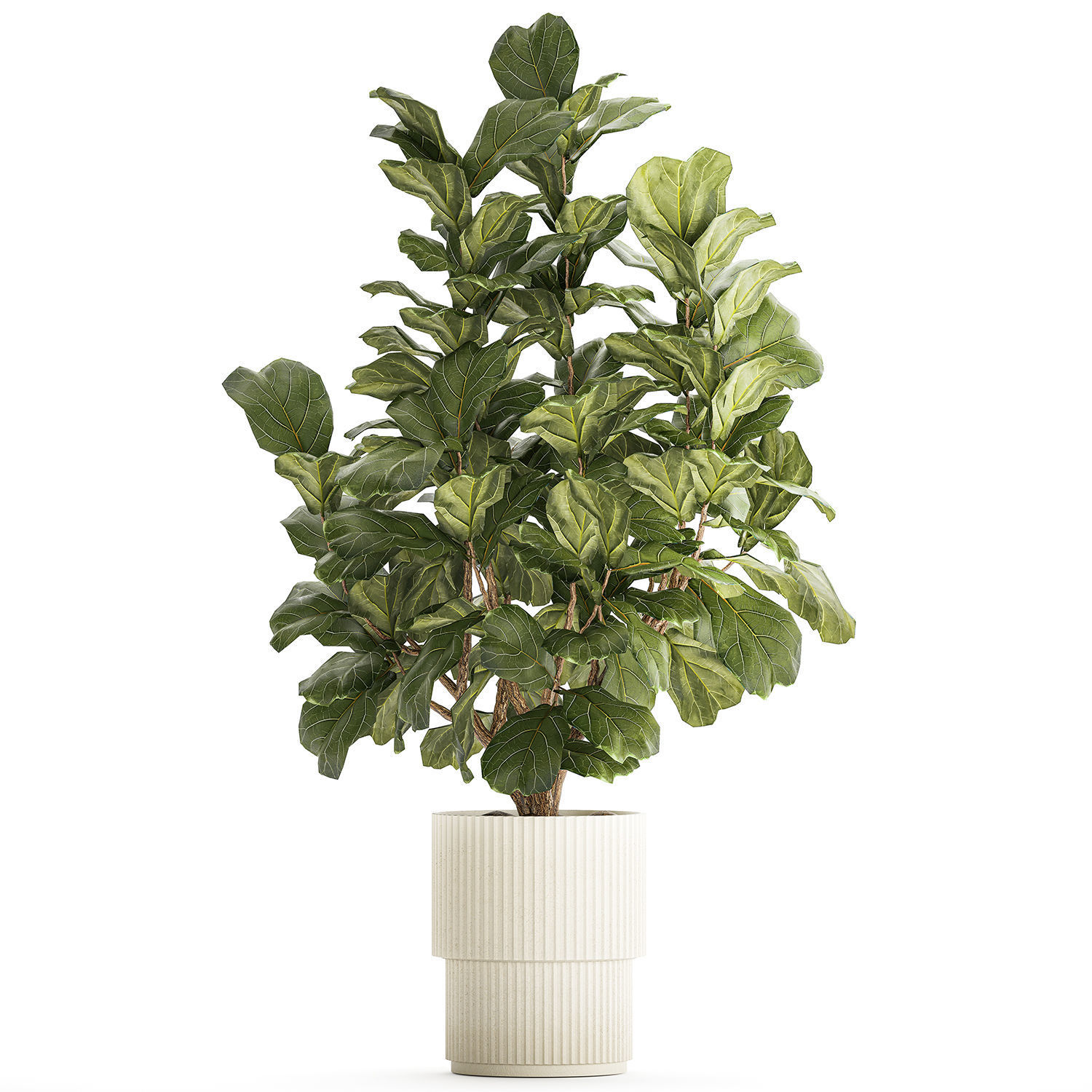 Beautiful little Ficus lyrata tree in a white flower pot 1408 3D model_8