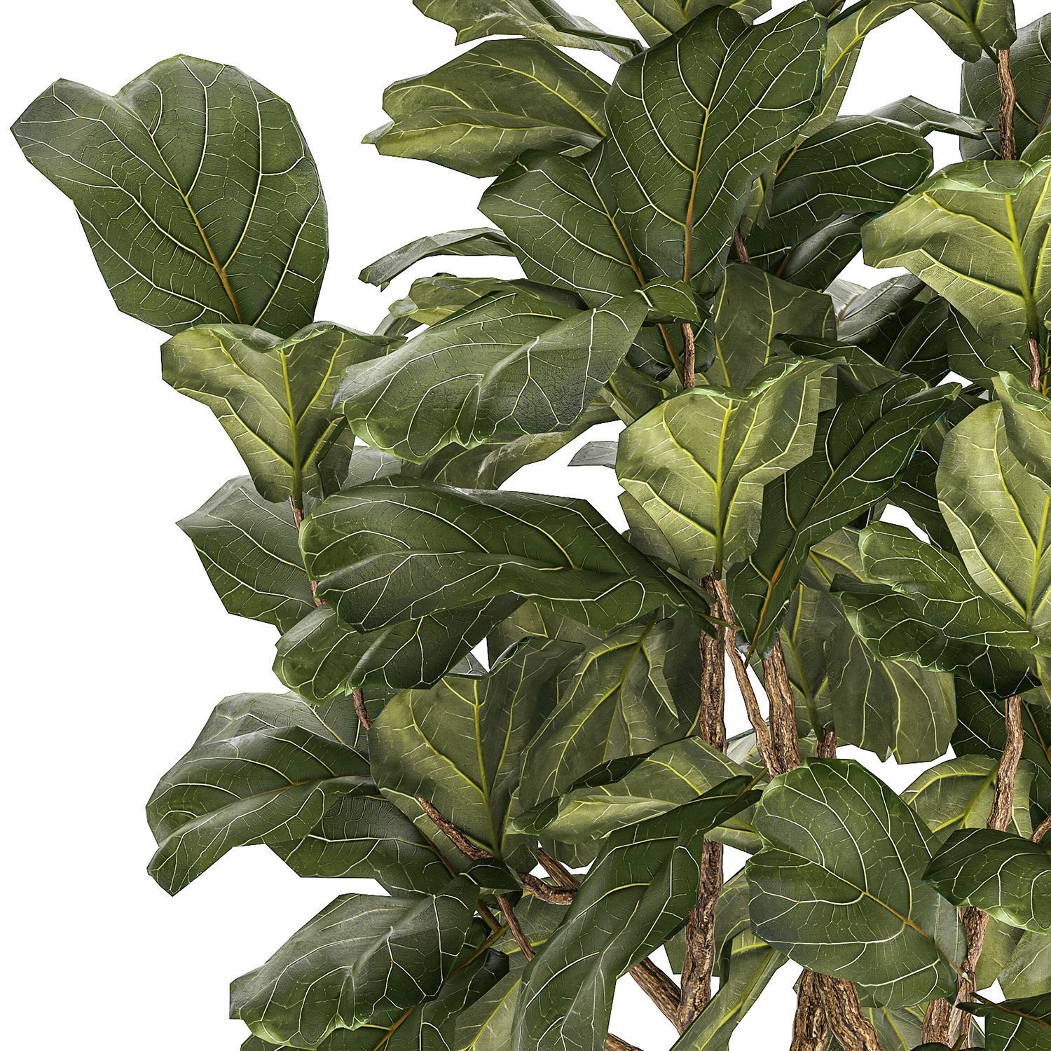 Beautiful little Ficus lyrata tree in a white flower pot 1408 3D model_12