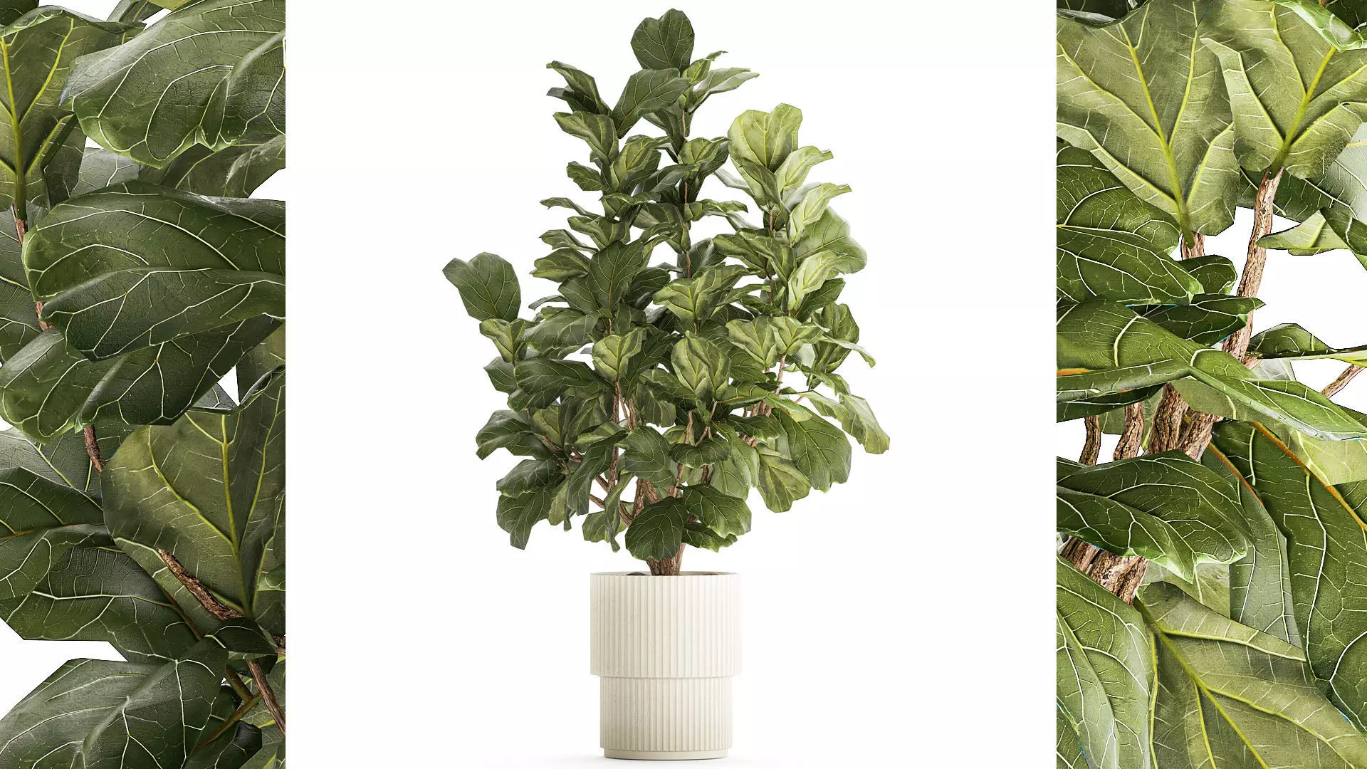 Beautiful little Ficus lyrata tree in a white flower pot 1408 3D model_0