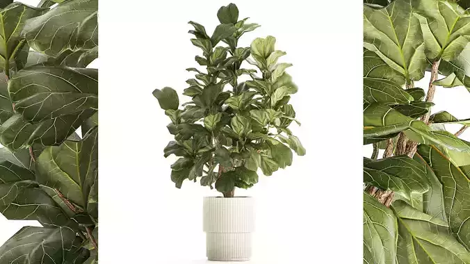 Beautiful little Ficus lyrata tree in a white flower pot 1408 3D model