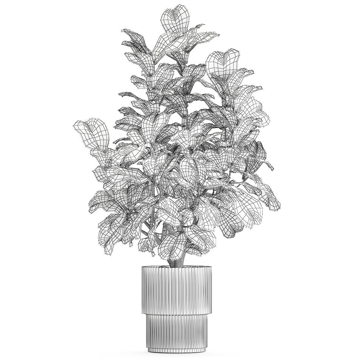 Beautiful little Ficus lyrata tree in a white flower pot 1408 3D model_13