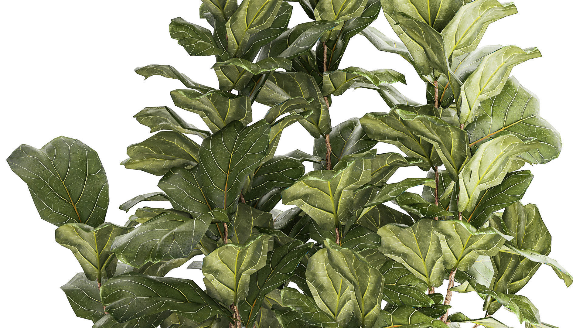 Beautiful little Ficus lyrata tree in a white flower pot 1408 3D model_3