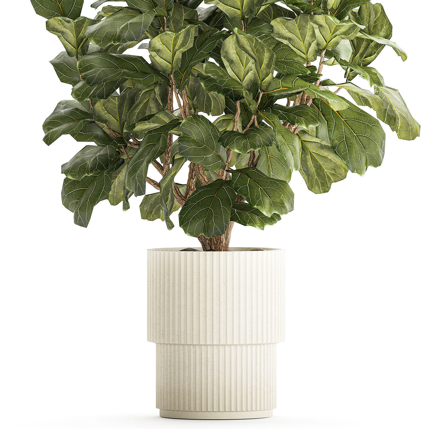 Beautiful little Ficus lyrata tree in a white flower pot 1408 3D model_10