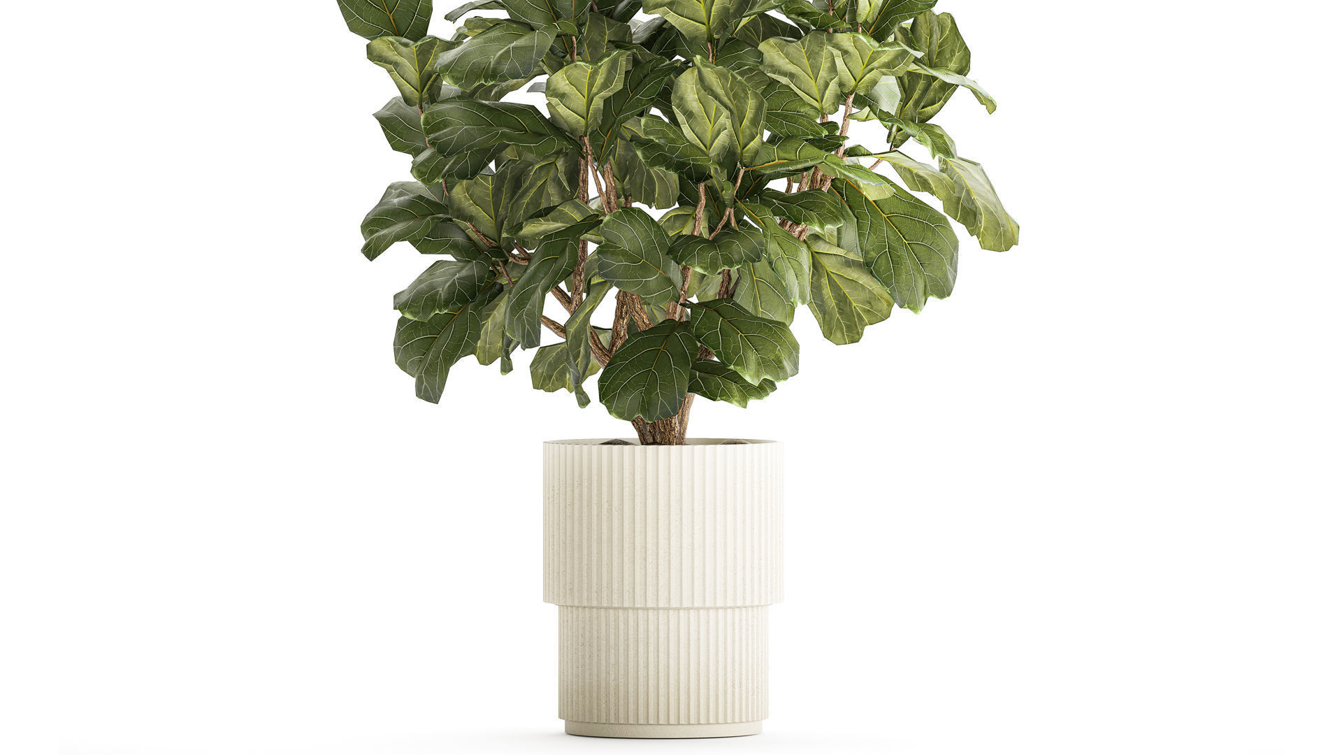 Beautiful little Ficus lyrata tree in a white flower pot 1408 3D model_2
