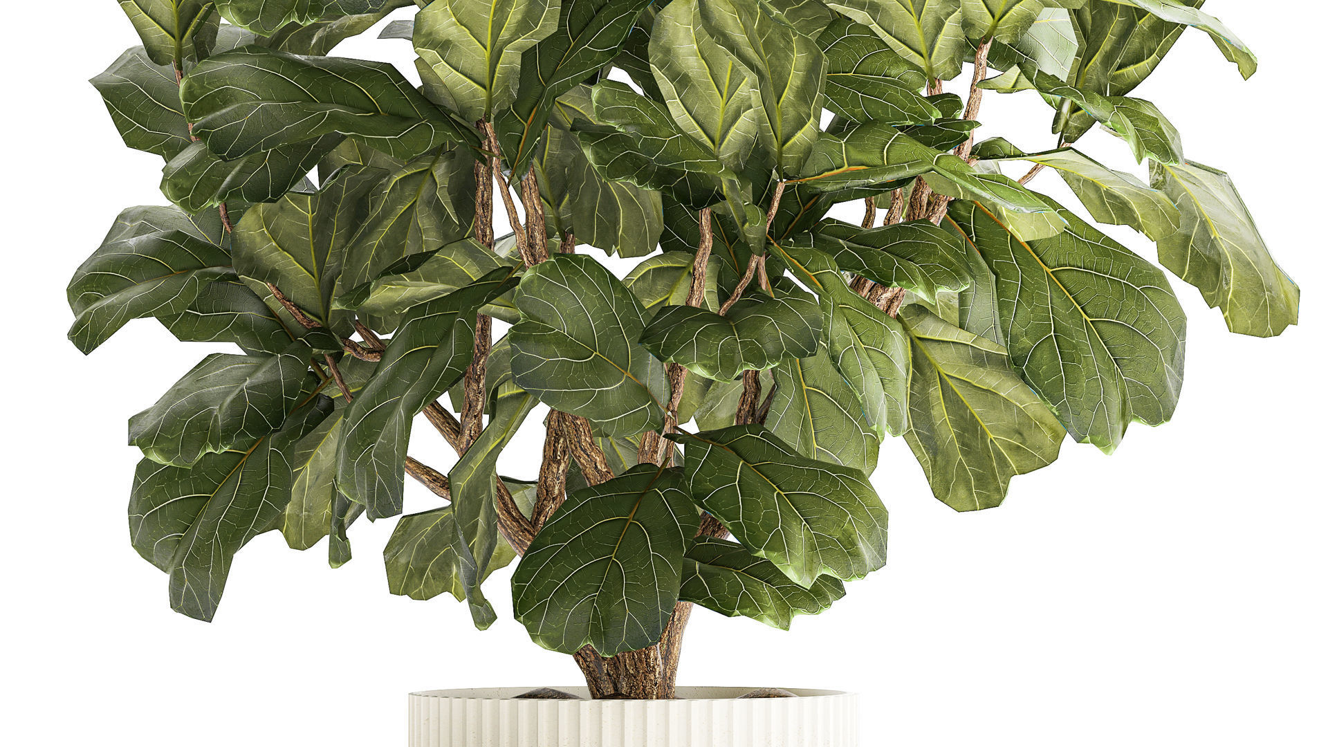 Beautiful little Ficus lyrata tree in a white flower pot 1408 3D model_4