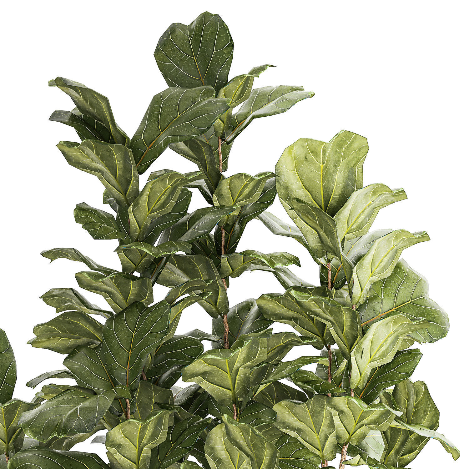 Beautiful little Ficus lyrata tree in a white flower pot 1408 3D model_11