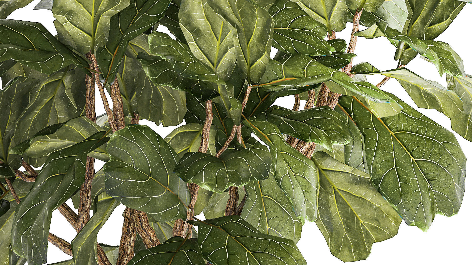 Beautiful little Ficus lyrata tree in a white flower pot 1408 3D model_5