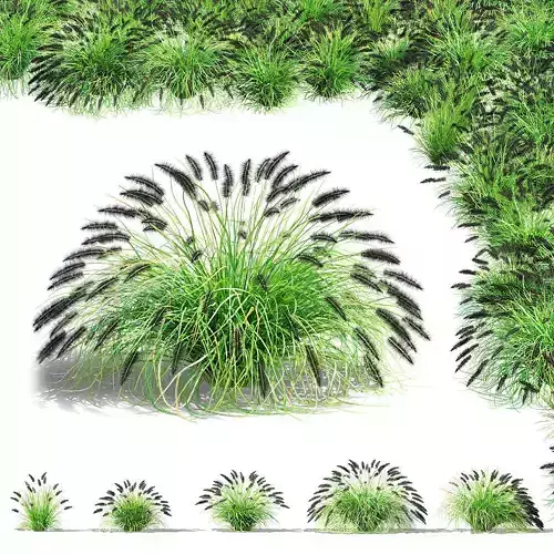 Pennisetum alopecuroides Black Beauty 3D model