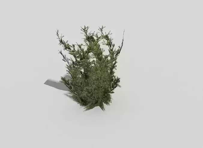 Low poly Plant juniper