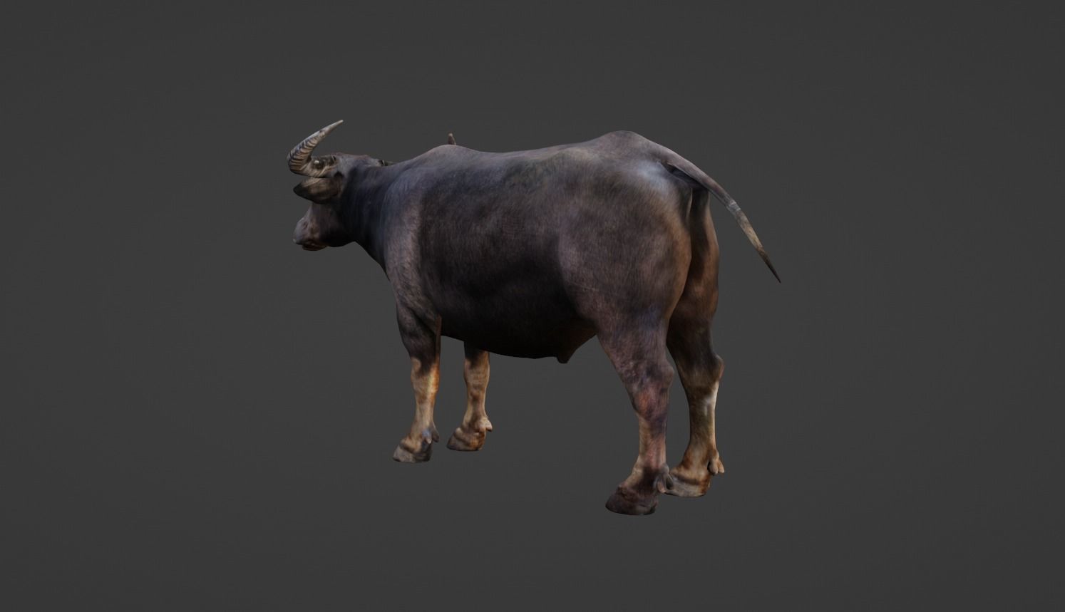 Buffalo Low-poly 3D model_6
