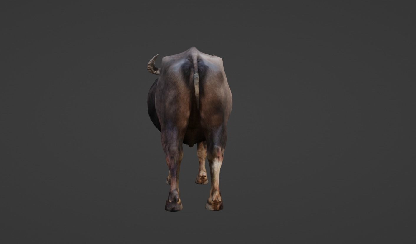 Buffalo Low-poly 3D model_10