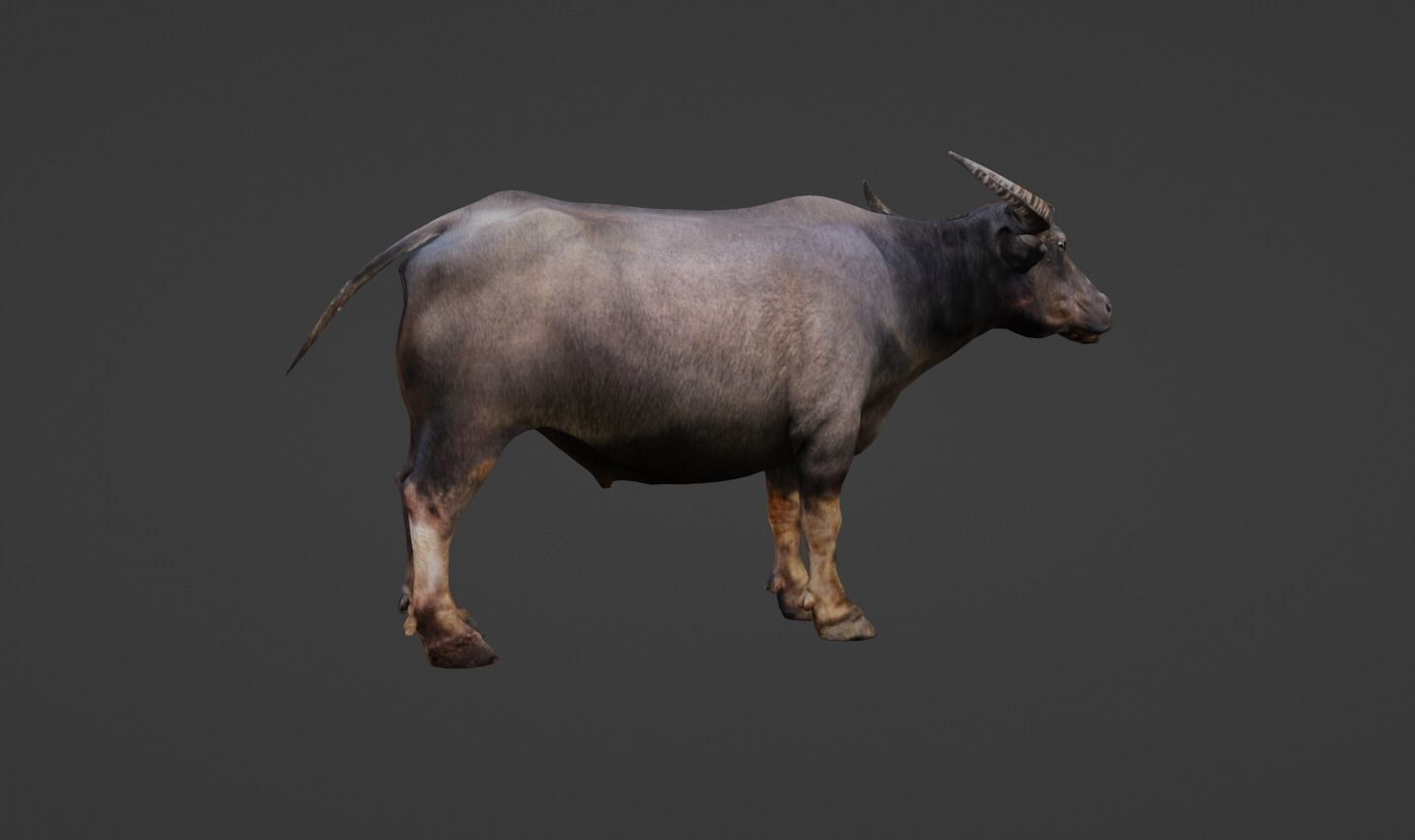 Buffalo Low-poly 3D model_8