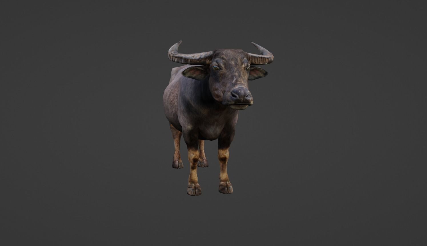 Buffalo Low-poly 3D model_9