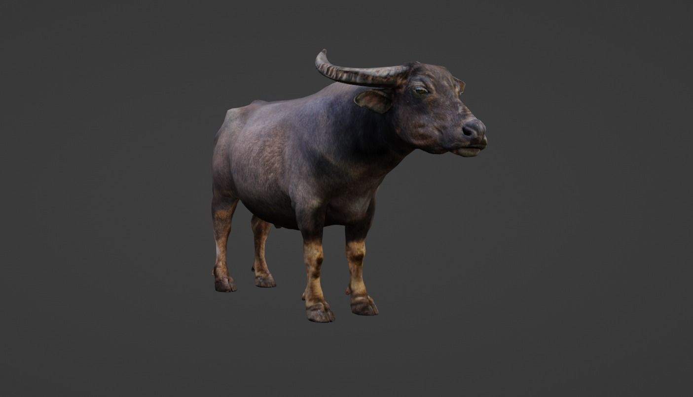 Buffalo Low-poly 3D model_7