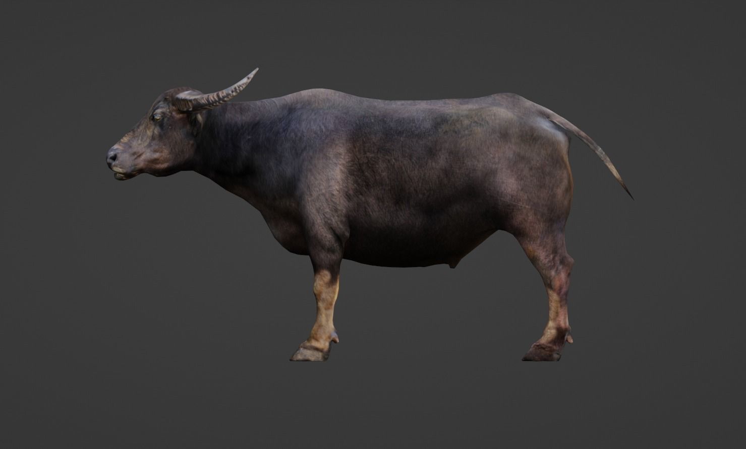 Buffalo Low-poly 3D model_3