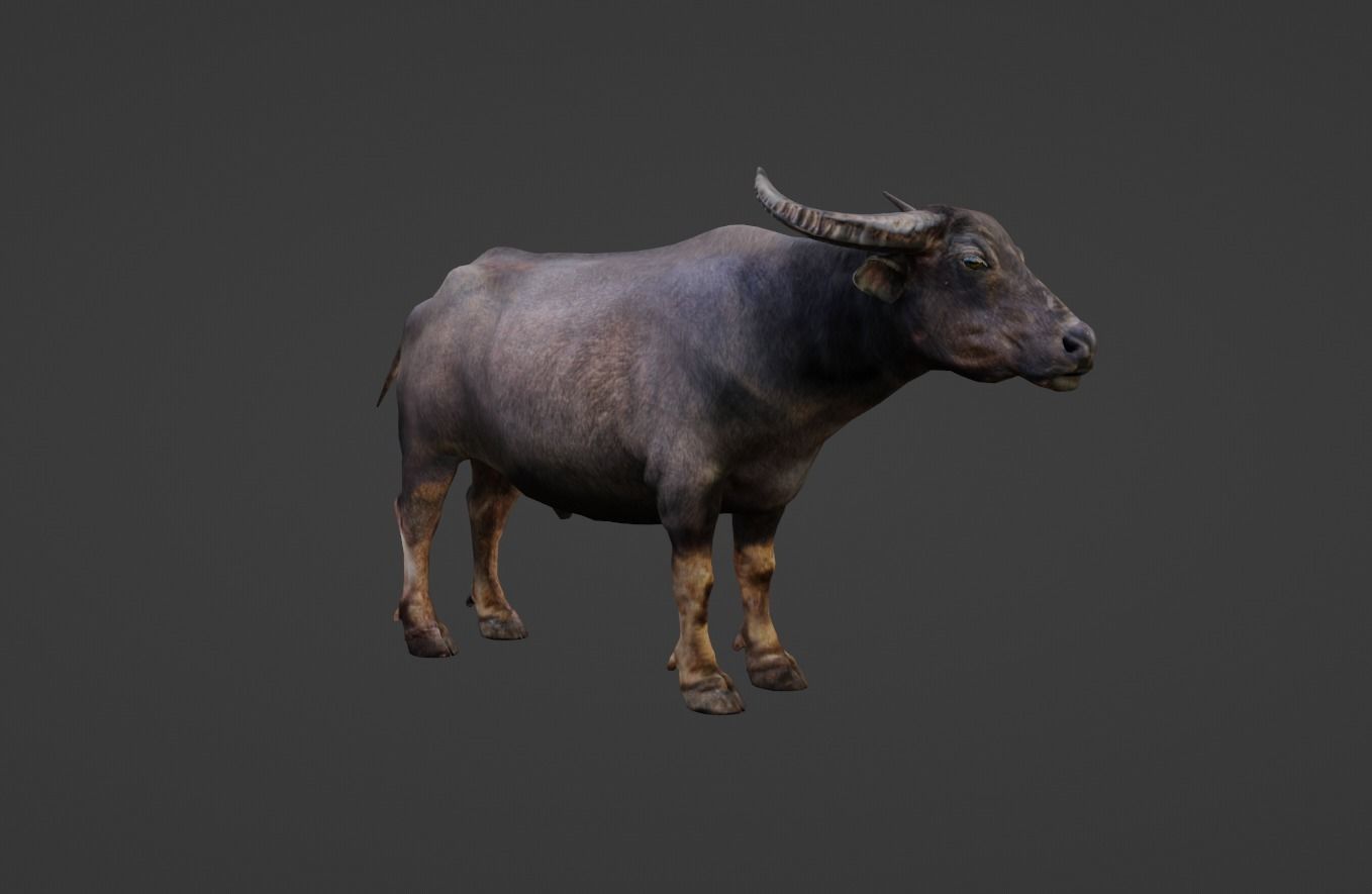 Buffalo Low-poly 3D model_5