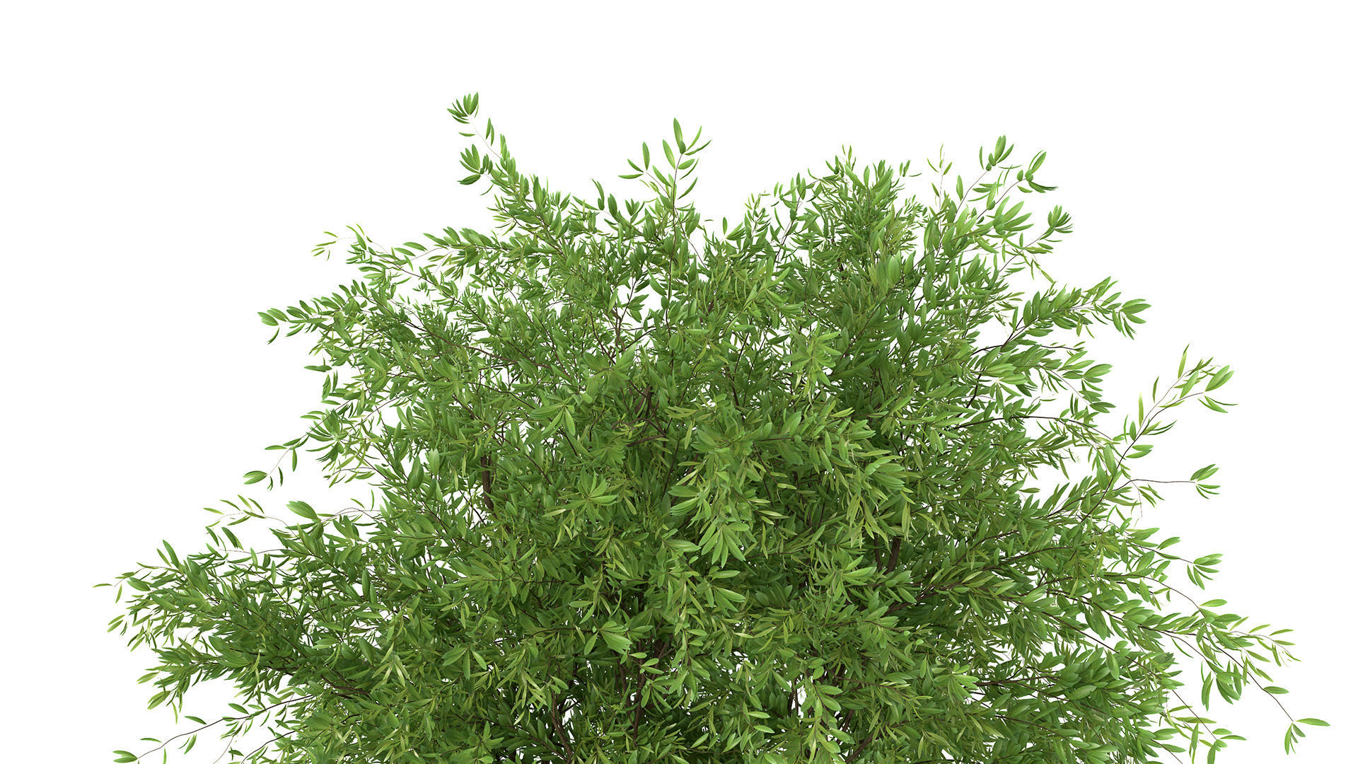 Bouquet - Green plant 01 3D model_1