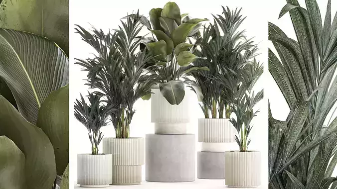 Set Of Small Howea Palms In White Pots 1410