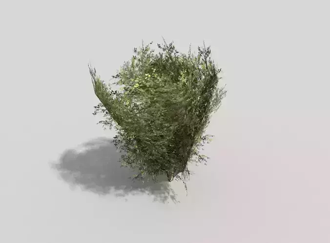 low poly shrub eucalyptus tree
