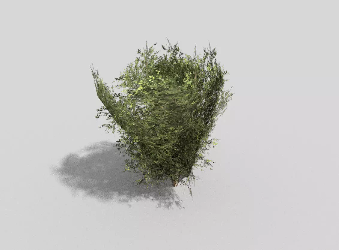 low poly shrub eucalyptus tree Low-poly 3D model_0