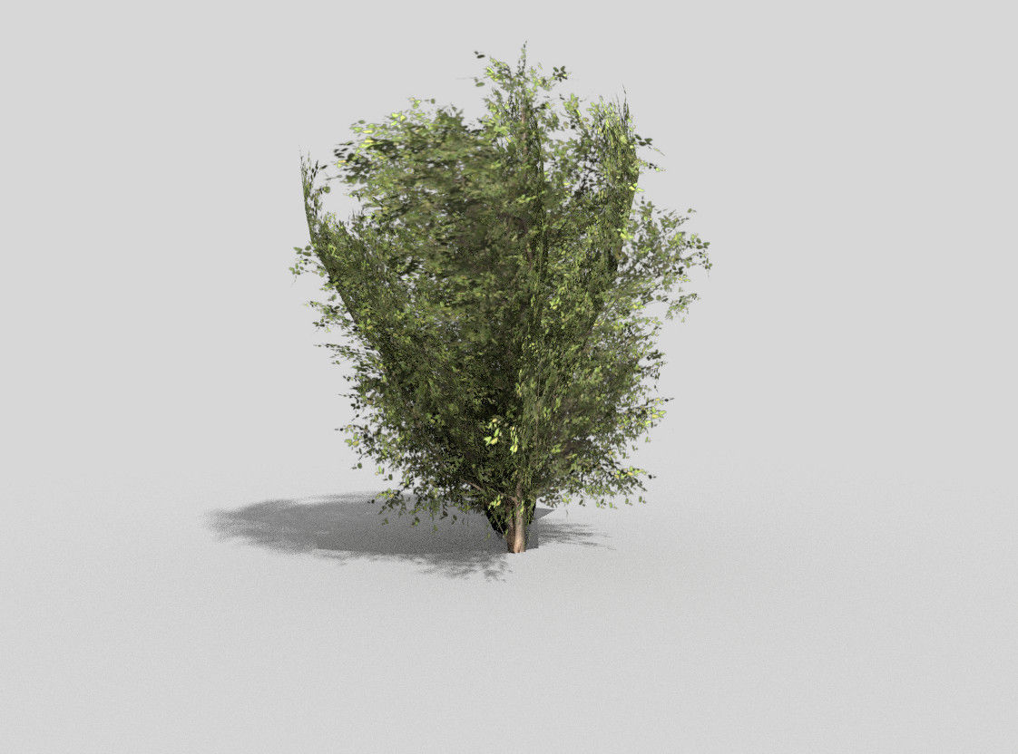 low poly shrub eucalyptus tree Low-poly 3D model_2