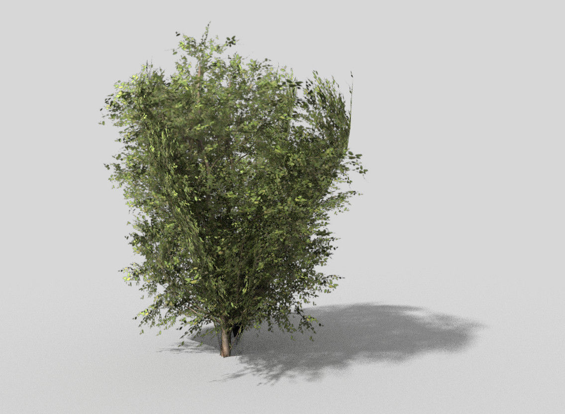 low poly shrub eucalyptus tree Low-poly 3D model_1