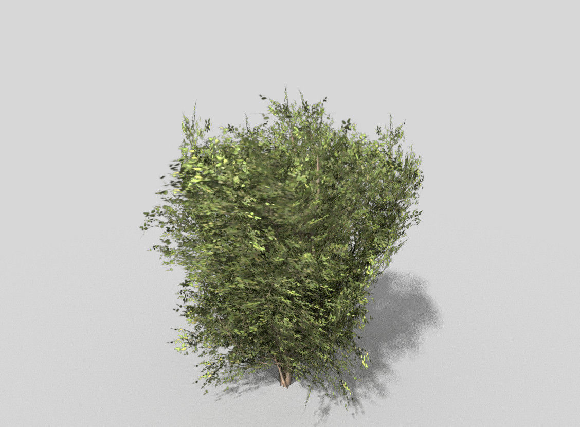 low poly shrub eucalyptus tree Low-poly 3D model_3