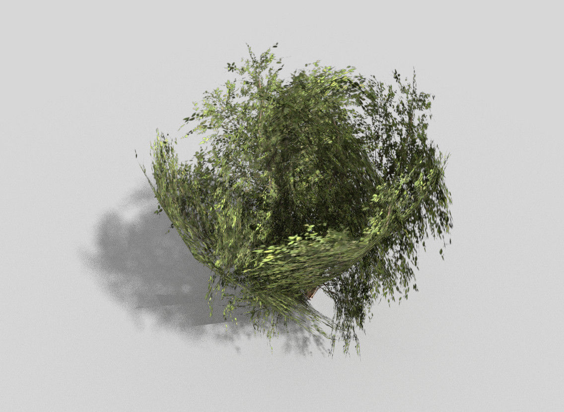 low poly shrub eucalyptus tree Low-poly 3D model_4
