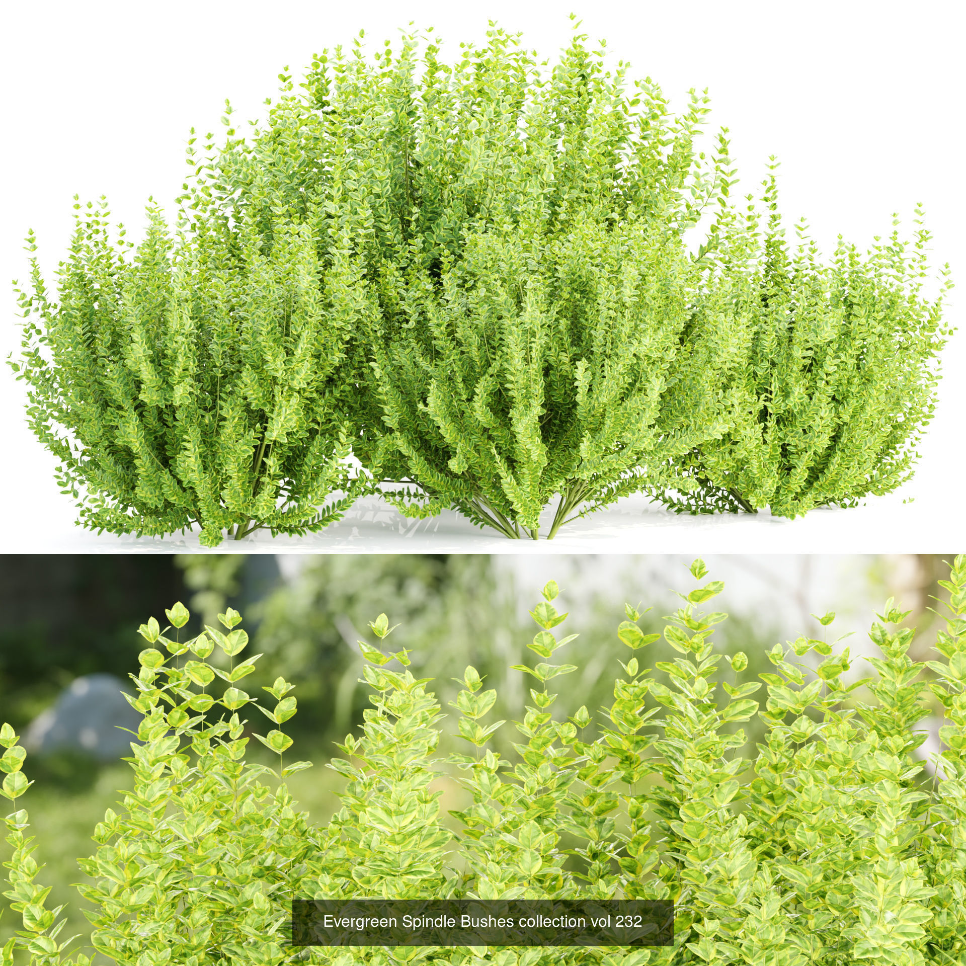 15 Bush models collection vol 15 _17